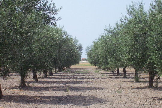 Image de olivier européen