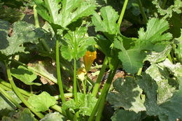 Image of Buttercup Squash