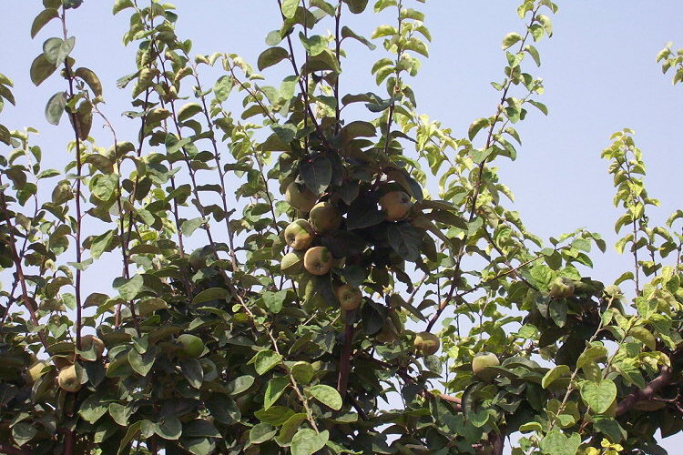 Image of quince