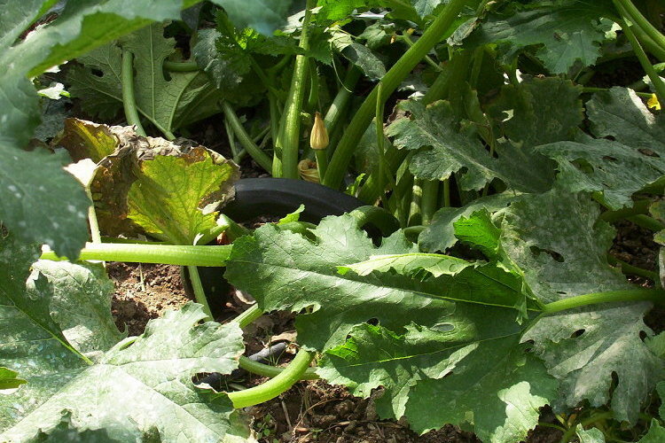 Image of Buttercup Squash