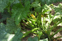 Image of Buttercup Squash