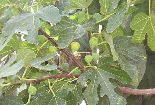 Image of Fig