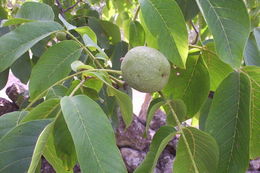 Image of Common walnut