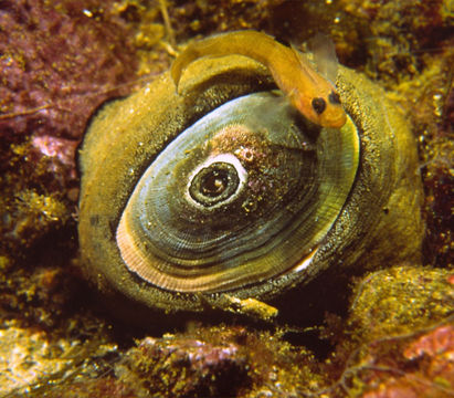 Image of giant keyhole limpet