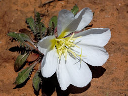 Imagem de Oenothera deltoides Torr. & Frem.