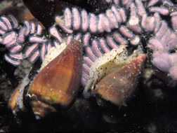 Sivun <i>Conus californicus</i> kuva