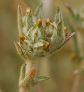 Logfia californica (Nutt.) J. Holub resmi