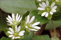 Image of common chickweed