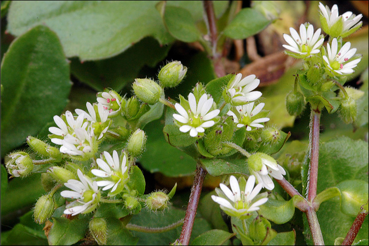 Image of common chickweed