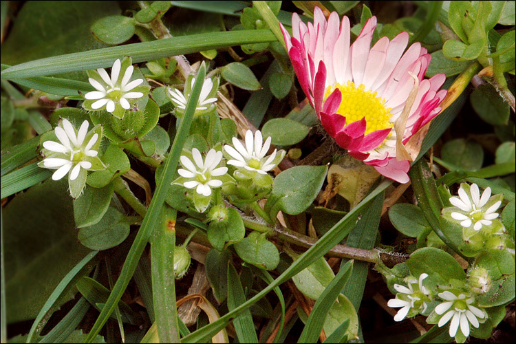 Image of common chickweed