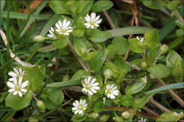 Image of common chickweed