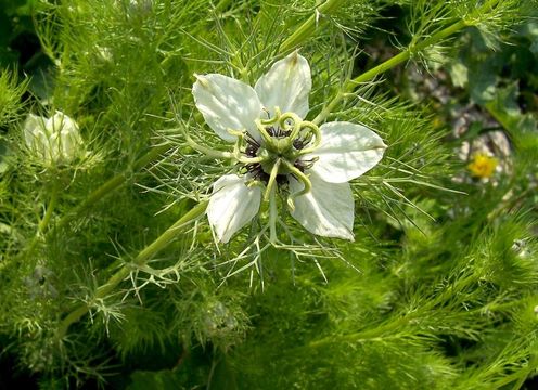 Image of devil in the bush