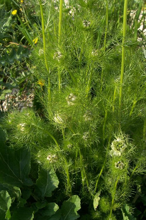 Plancia ëd Nigella damascena L.