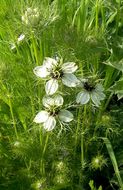 Plancia ëd Nigella damascena L.