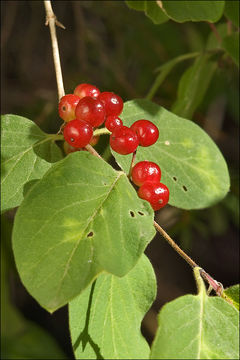 Imagem de Lonicera xylosteum L.