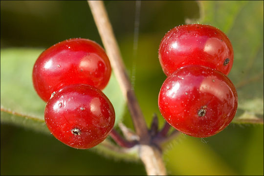 Imagem de Lonicera xylosteum L.