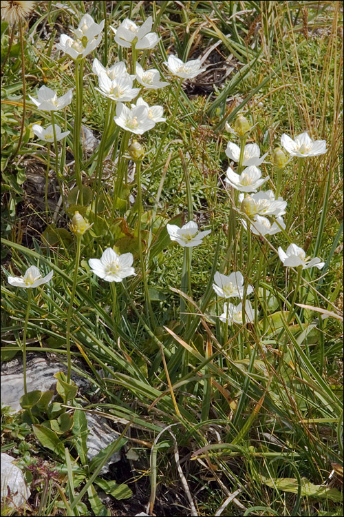 Image of Bog Star