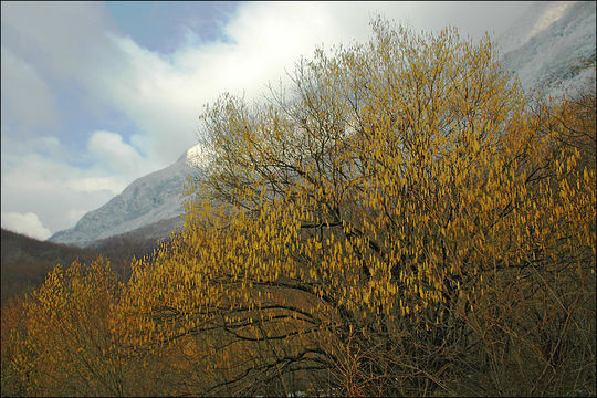 Image of Cobnut