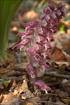 Lathraea squamaria L.的圖片