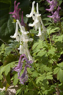 Слика од Corydalis cava (L.) Schweigger & Koerte