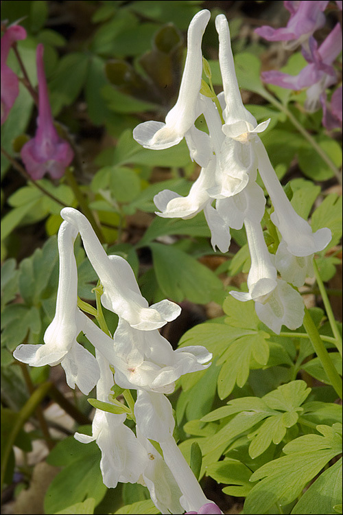 Слика од Corydalis cava (L.) Schweigger & Koerte