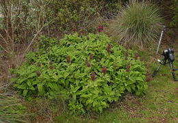 Salvia spathacea Greene resmi