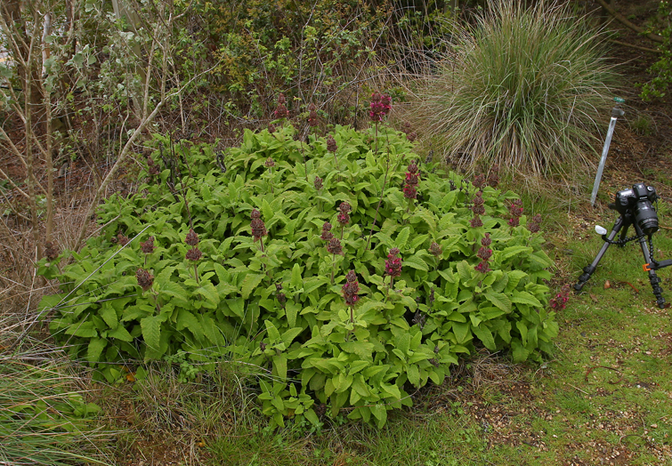 Image of hummingbird sage