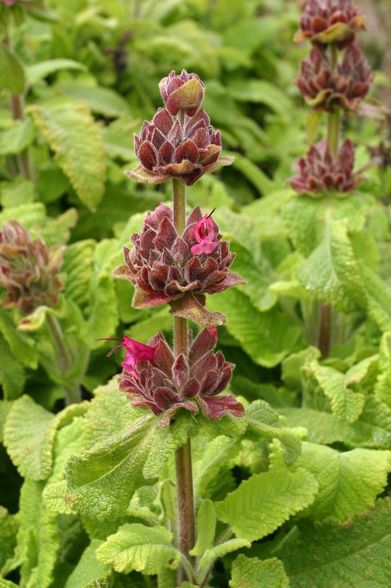 Image of hummingbird sage