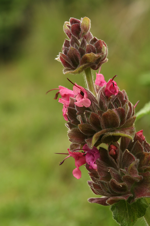 Imagem de Salvia spathacea Greene