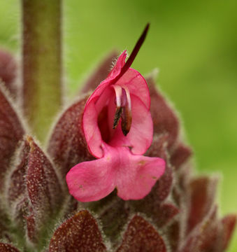 Imagem de Salvia spathacea Greene