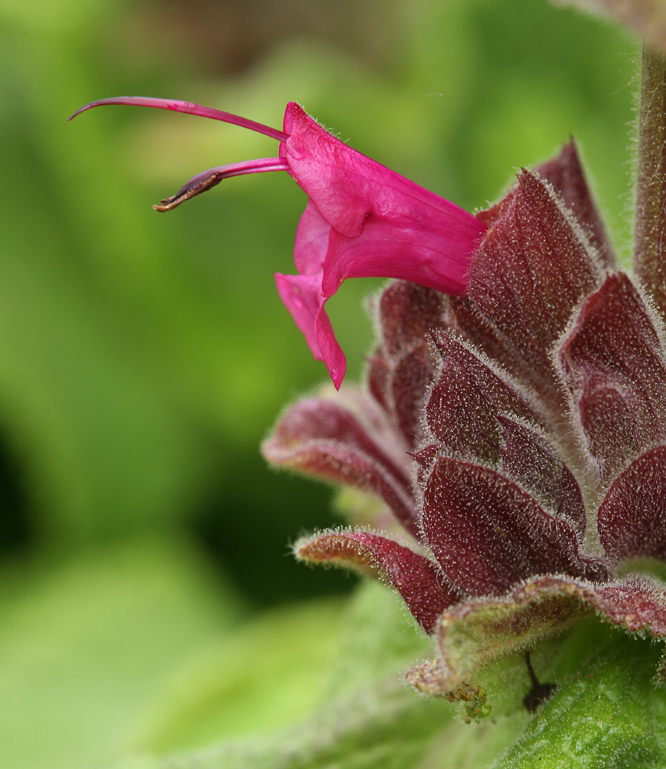 Salvia spathacea Greene resmi