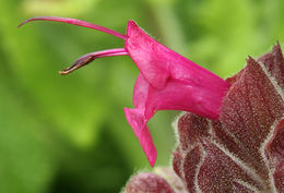 Salvia spathacea Greene resmi