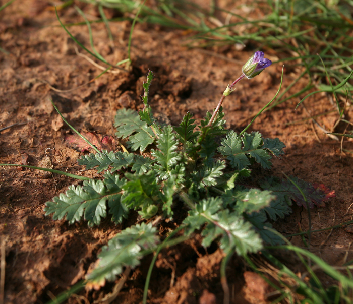 Слика од Erodium botrys (Cav.) Bertol.