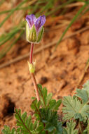 Слика од Erodium botrys (Cav.) Bertol.