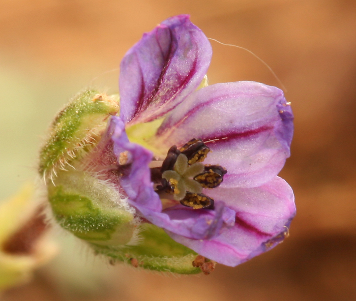 Слика од Erodium botrys (Cav.) Bertol.