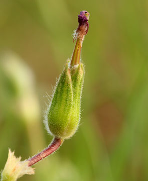 Слика од Erodium botrys (Cav.) Bertol.