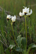 Image of <i>Primula clevelandii</i> var. <i>patula</i>