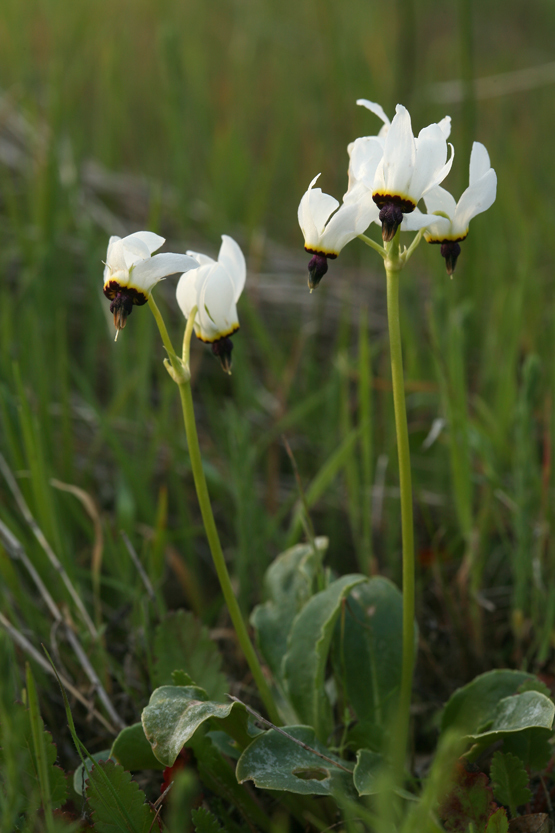 صورة <i>Primula clevelandii</i> var. <i>patula</i>