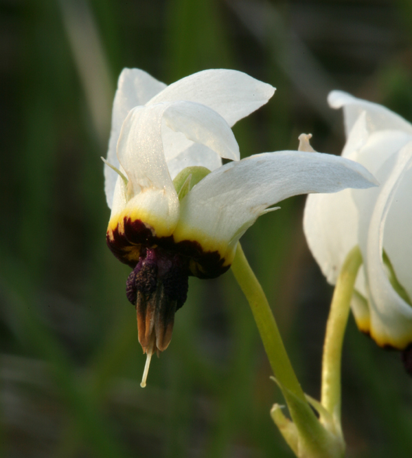 صورة <i>Primula clevelandii</i> var. <i>patula</i>