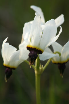 Image of <i>Primula clevelandii</i> var. <i>patula</i>