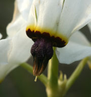 صورة <i>Primula clevelandii</i> var. <i>patula</i>