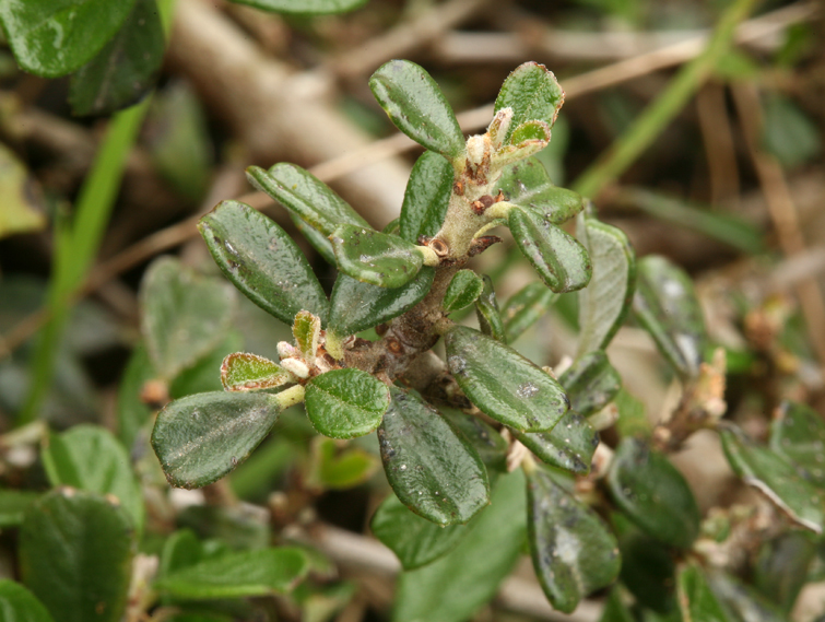 Image of maritime ceanothus