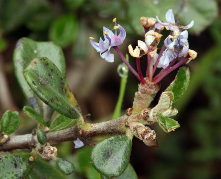 Image de Ceanothus maritimus Hoover