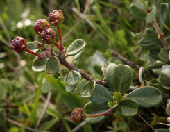 Image of maritime ceanothus