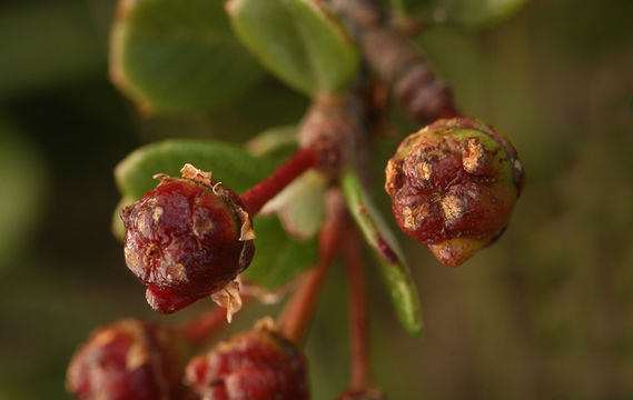 Image de Ceanothus maritimus Hoover