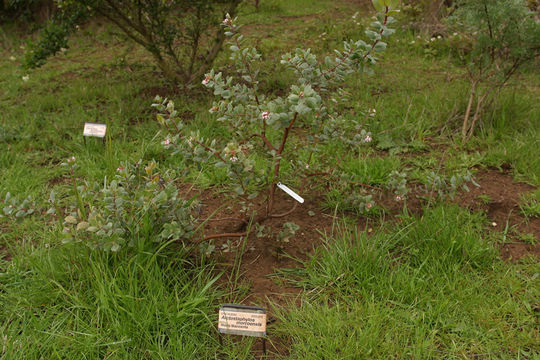 Plancia ëd Arctostaphylos morroensis Wiesl. & Schreiber