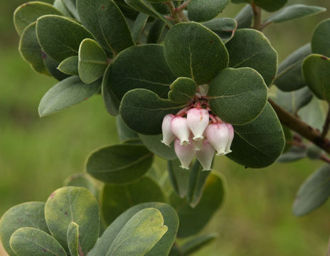 Plancia ëd Arctostaphylos morroensis Wiesl. & Schreiber