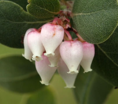 Plancia ëd Arctostaphylos morroensis Wiesl. & Schreiber