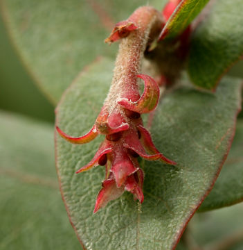 Image of Pajaro manzanita