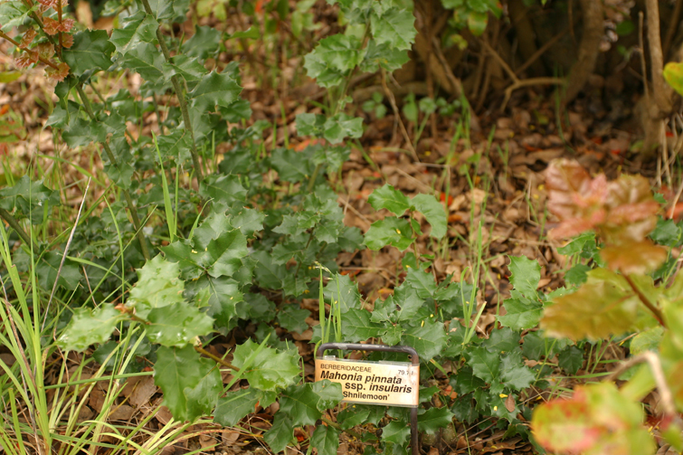 Imagem de Quercus agrifolia Née